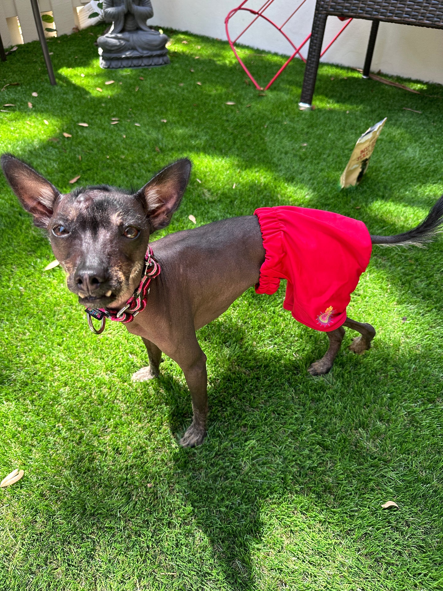 Red Swimsuit for dogs