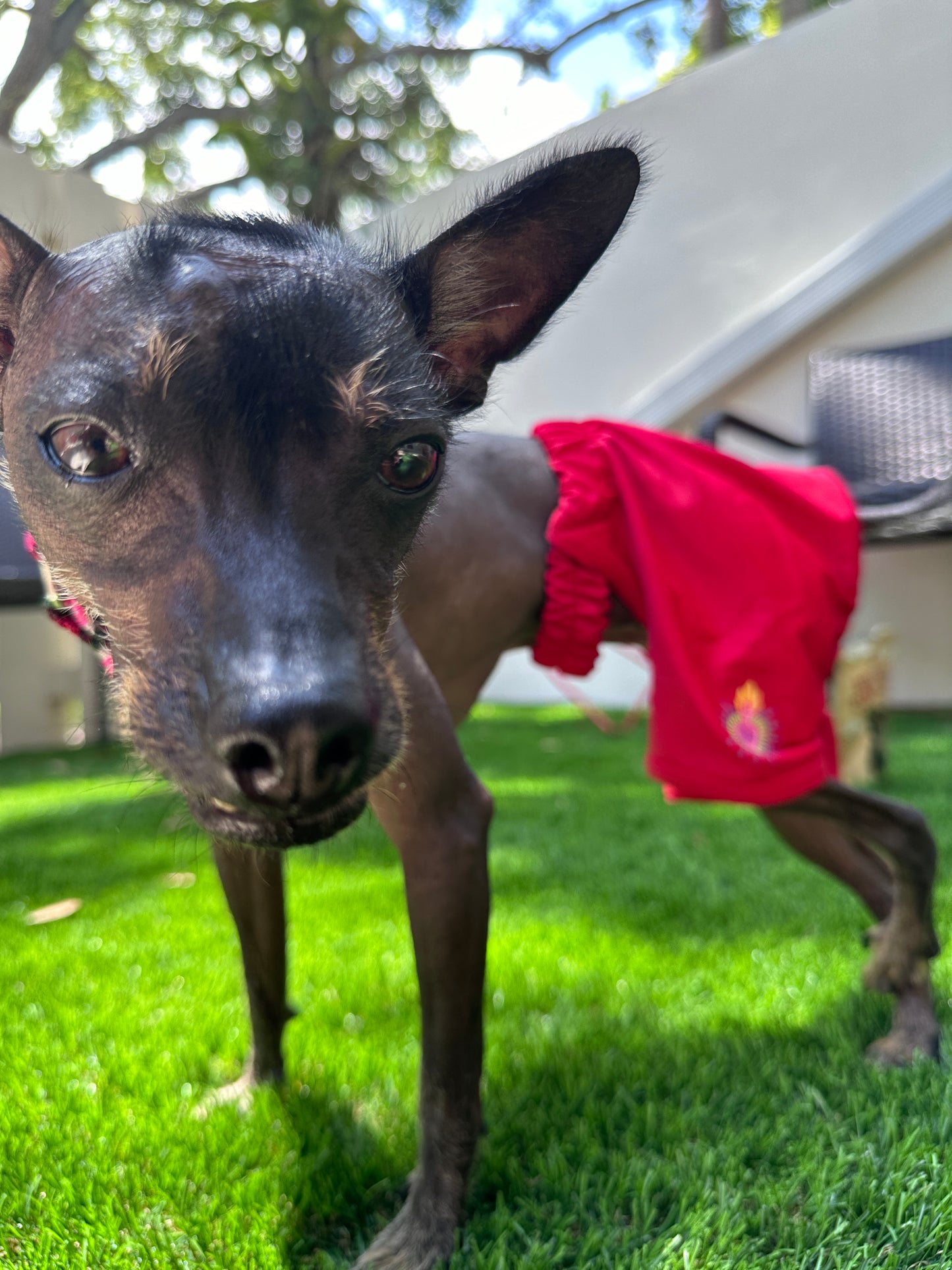 Red Swimsuit for dogs