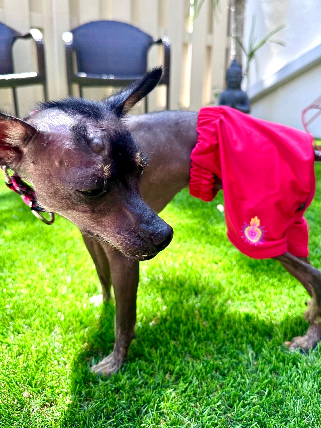 Red Swimsuit for dogs