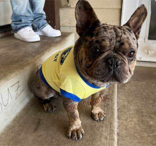 America Soccer dog Jersey