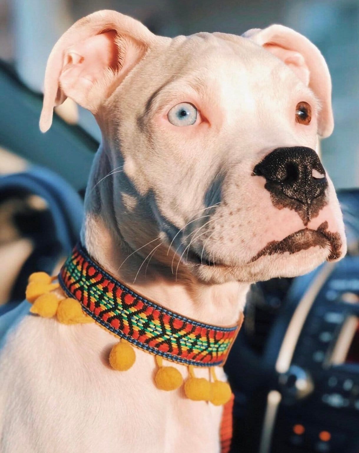 Artisanal dog collar size L - GueyitaMexicana