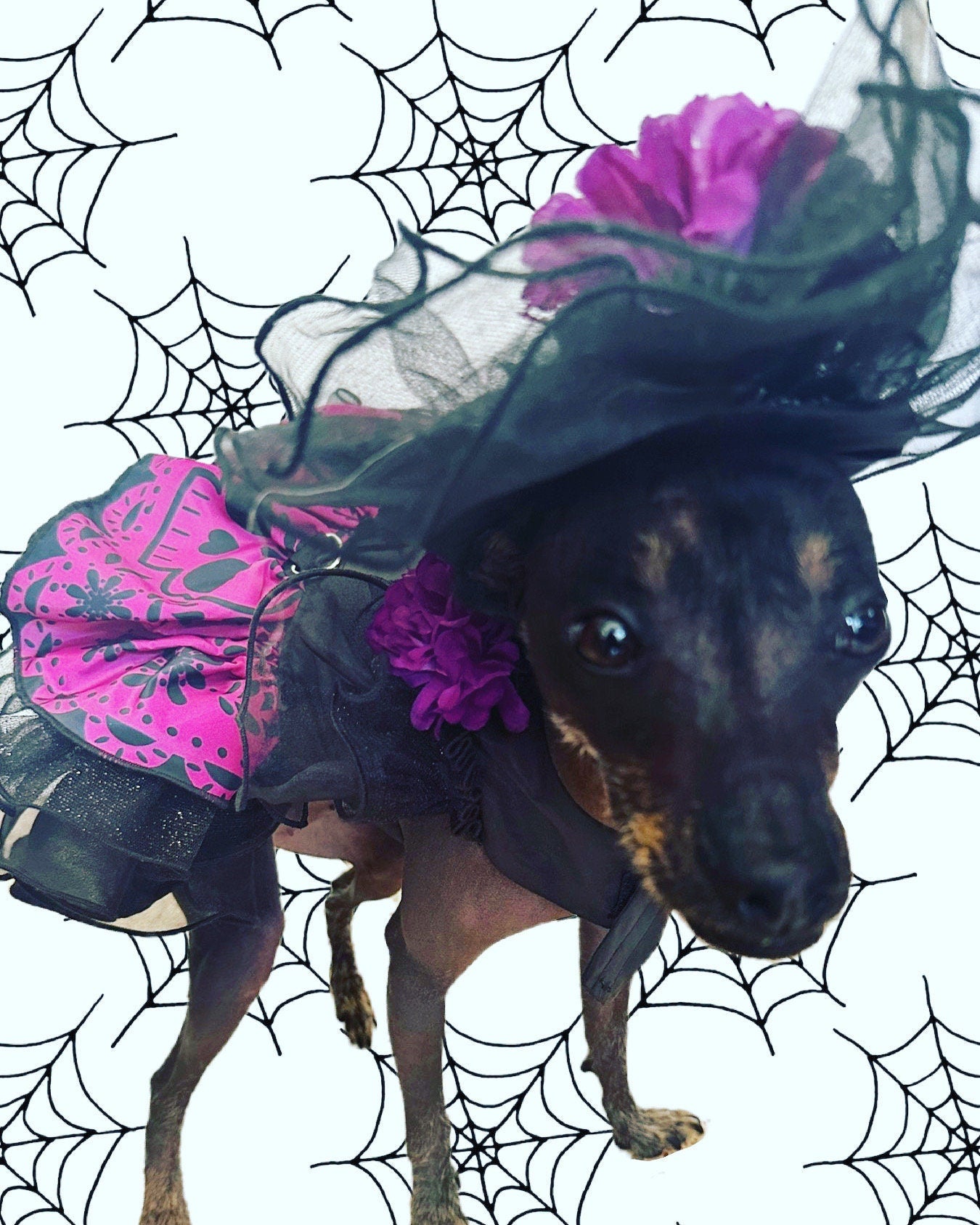 Catrina dog costume - GueyitaMexicana