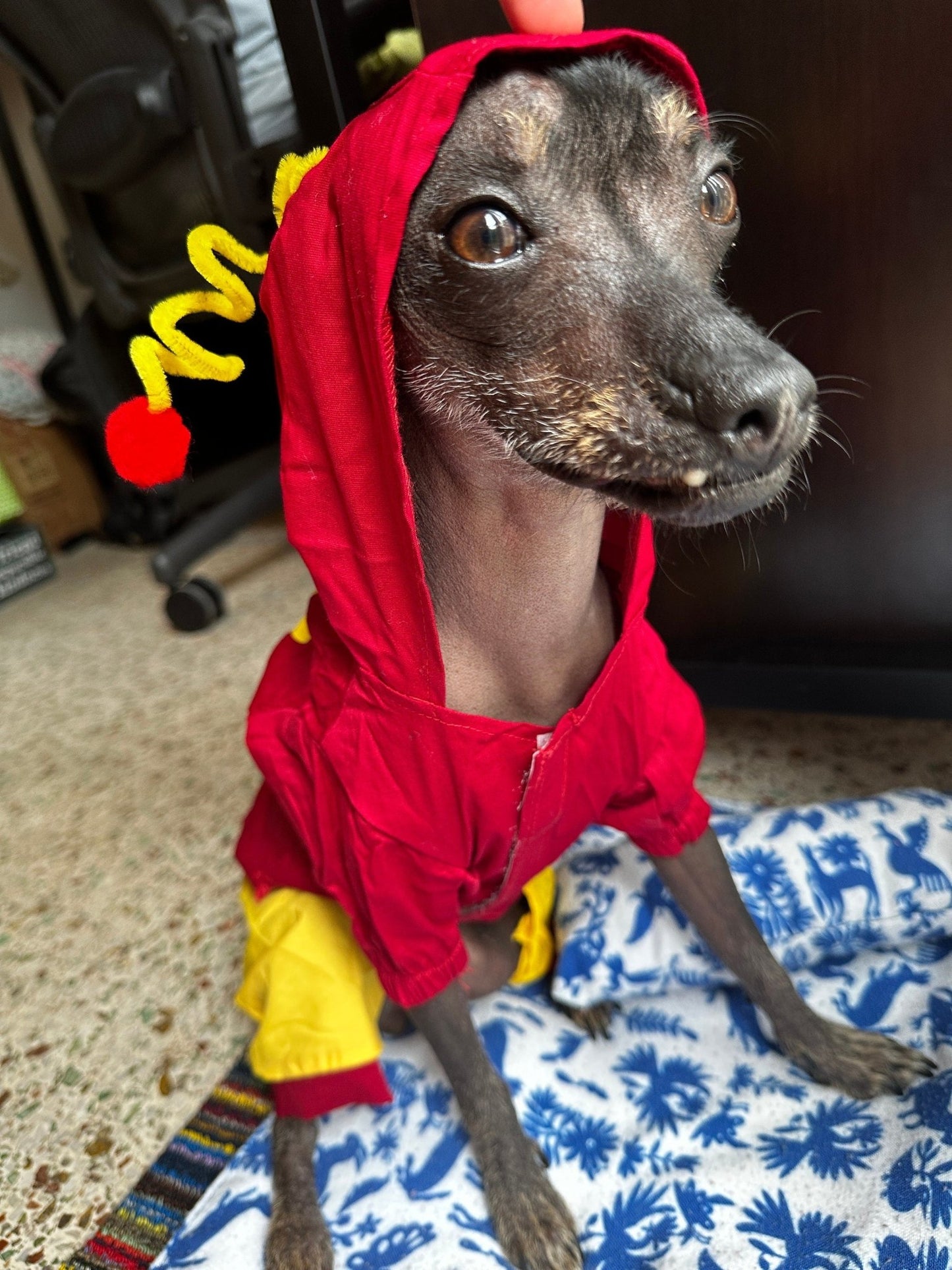 Chapulin Colorado Dog Costume - GueyitaMexicana