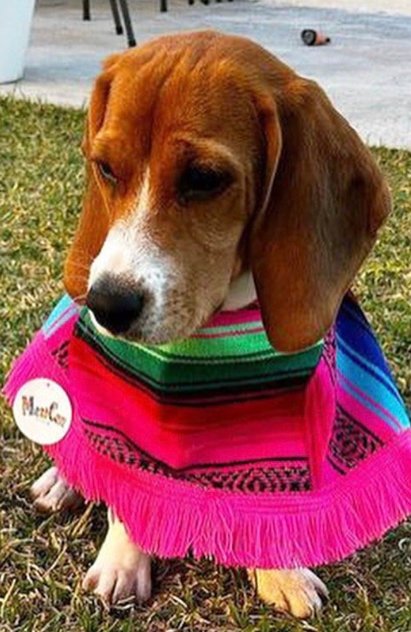 Dog Serape - Joronguito - GueyitaMexicana