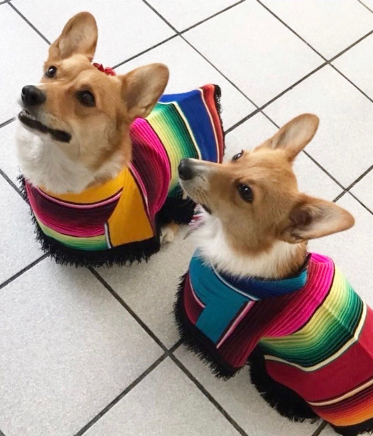 Dog Serape - Joronguito - GueyitaMexicana