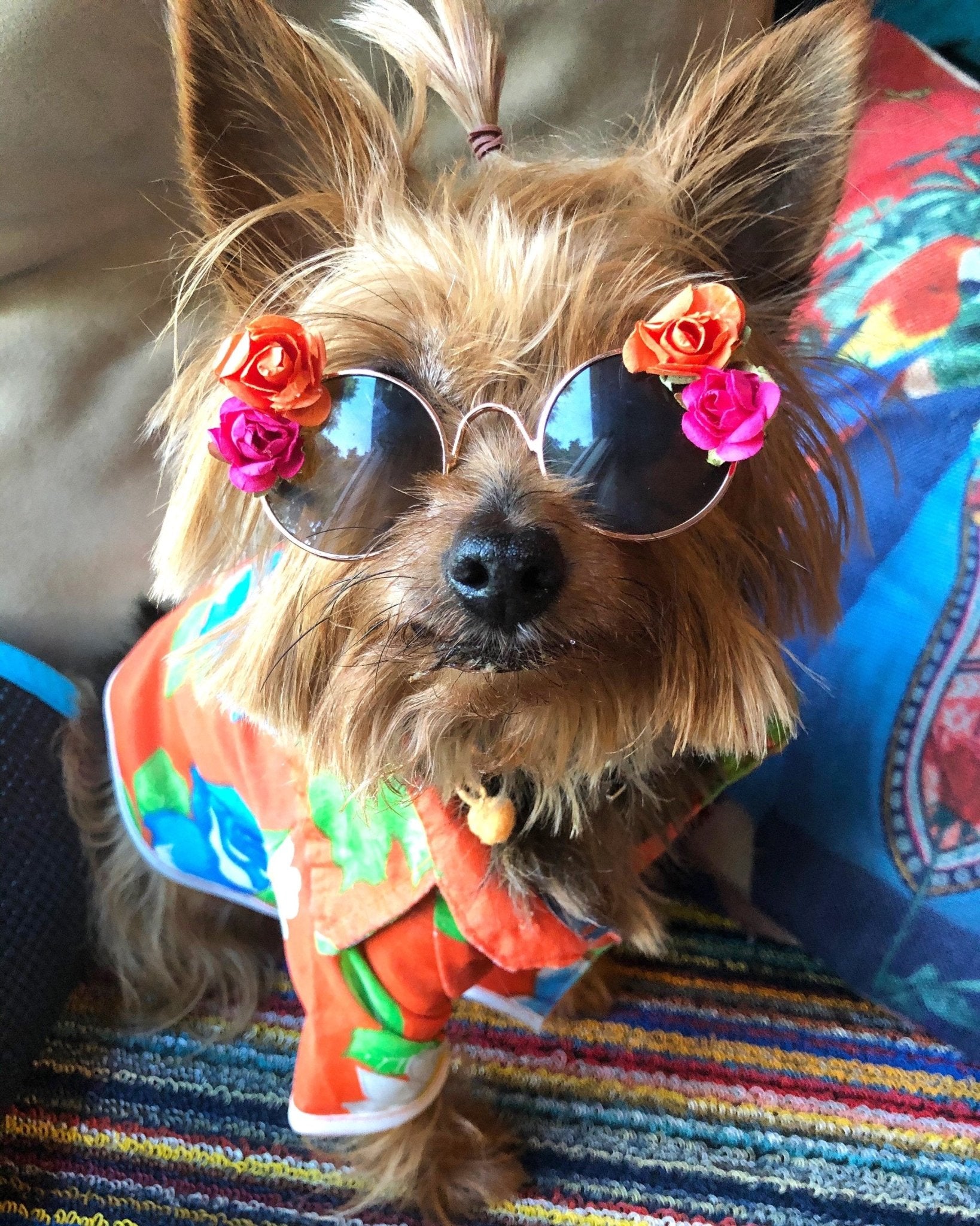 Floral dog sunglasses - GueyitaMexicana