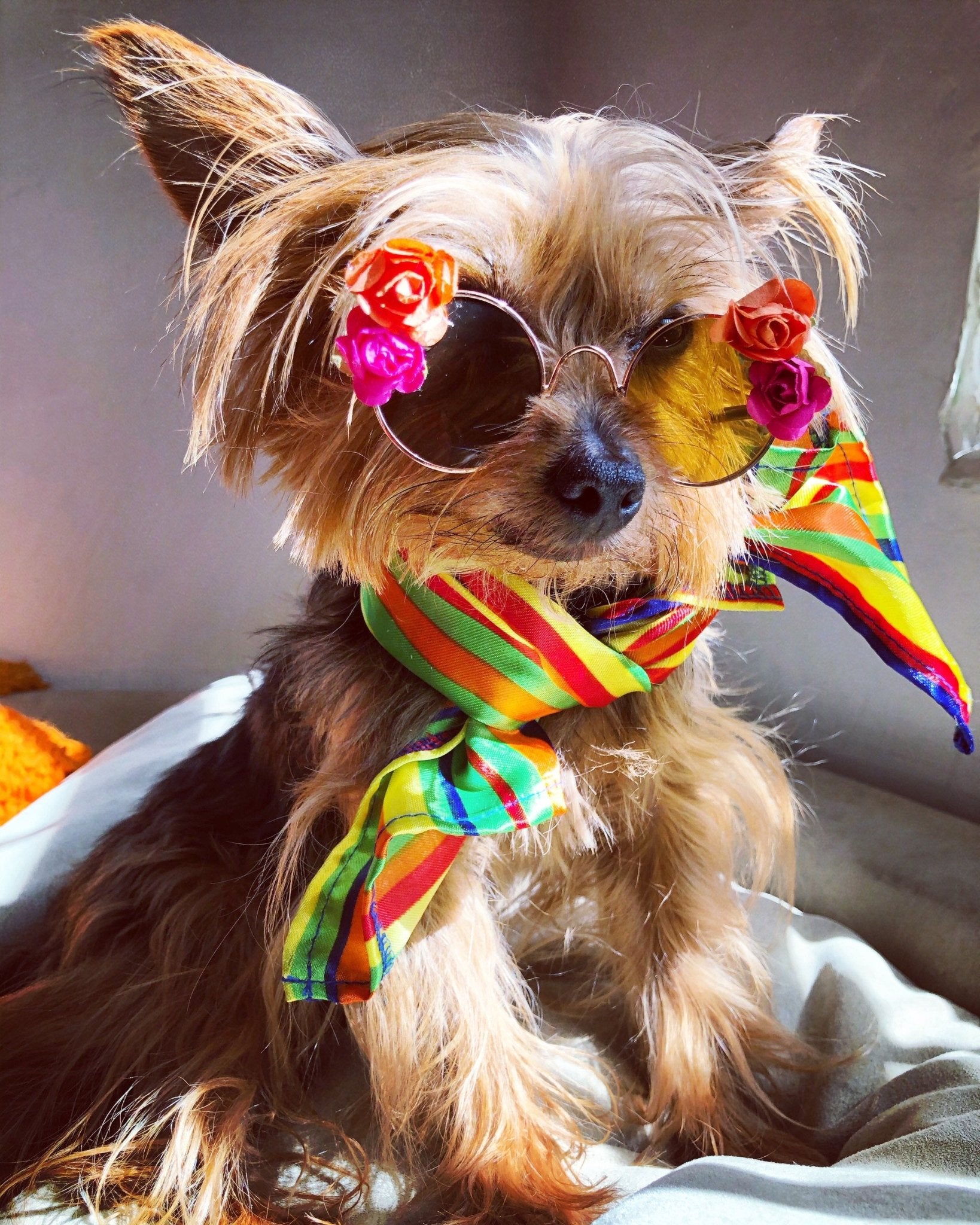 Floral dog sunglasses - GueyitaMexicana