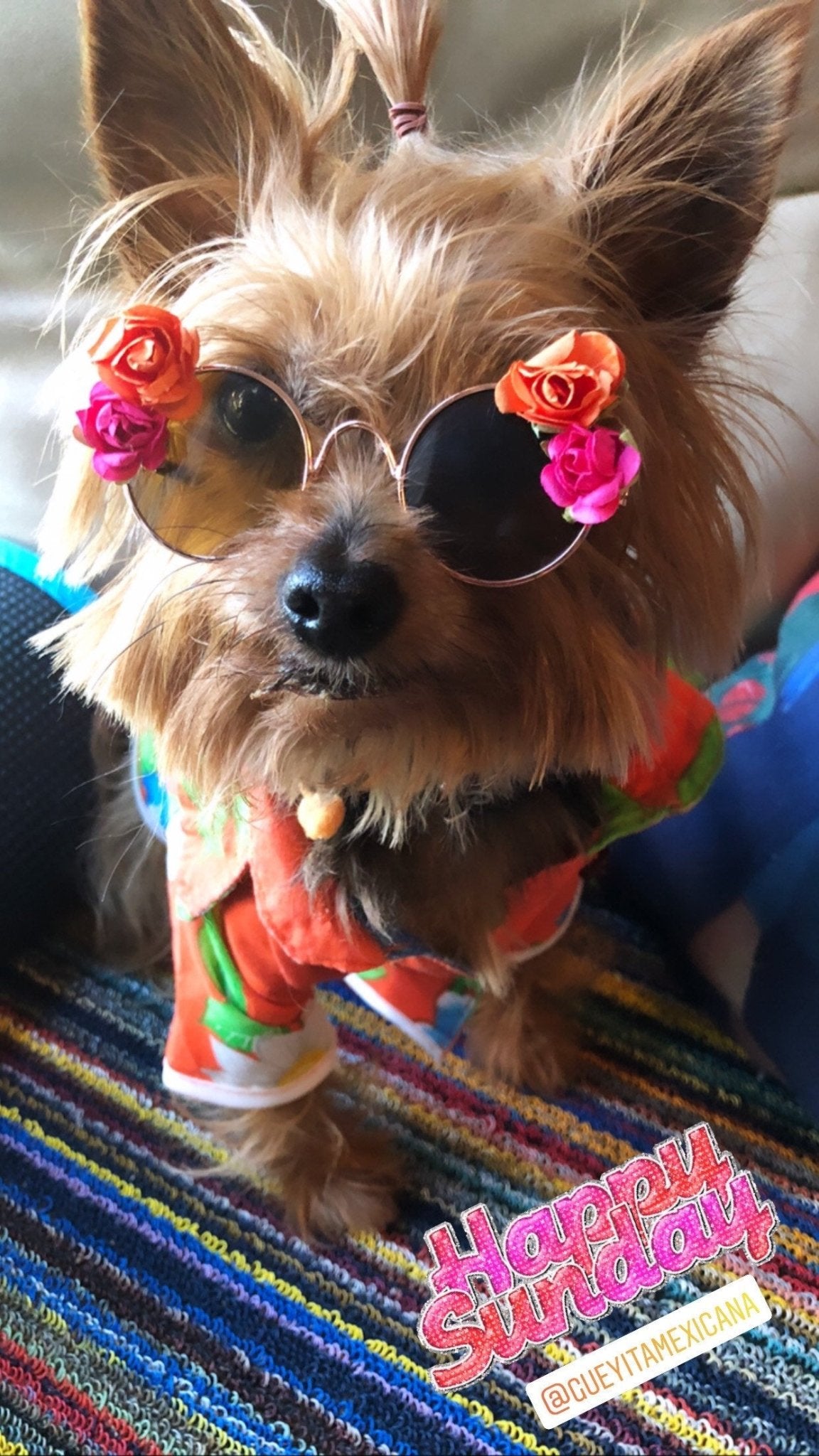 Floral dog sunglasses - GueyitaMexicana