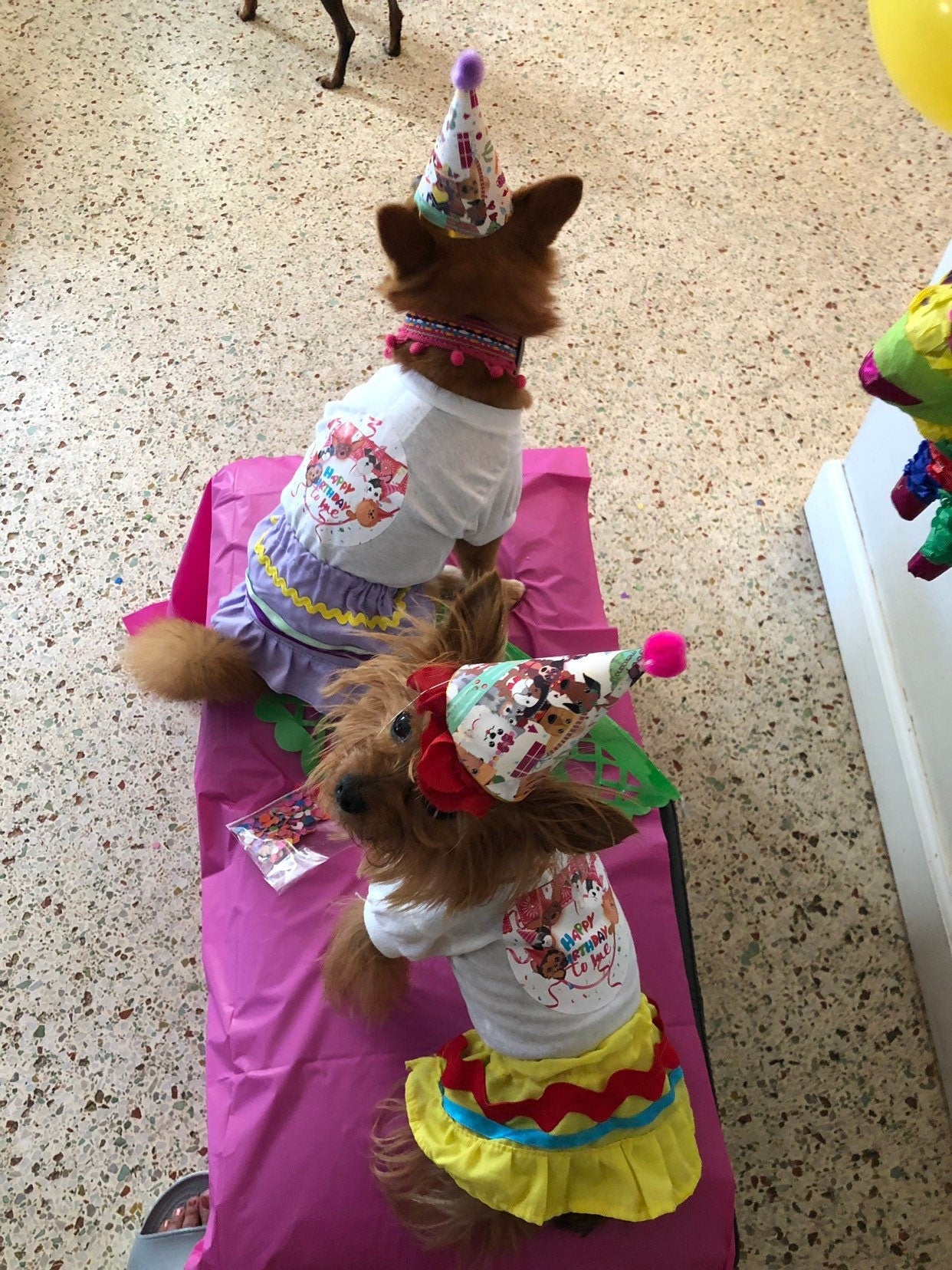 Happy Birthday sets for female dogs - GueyitaMexicana