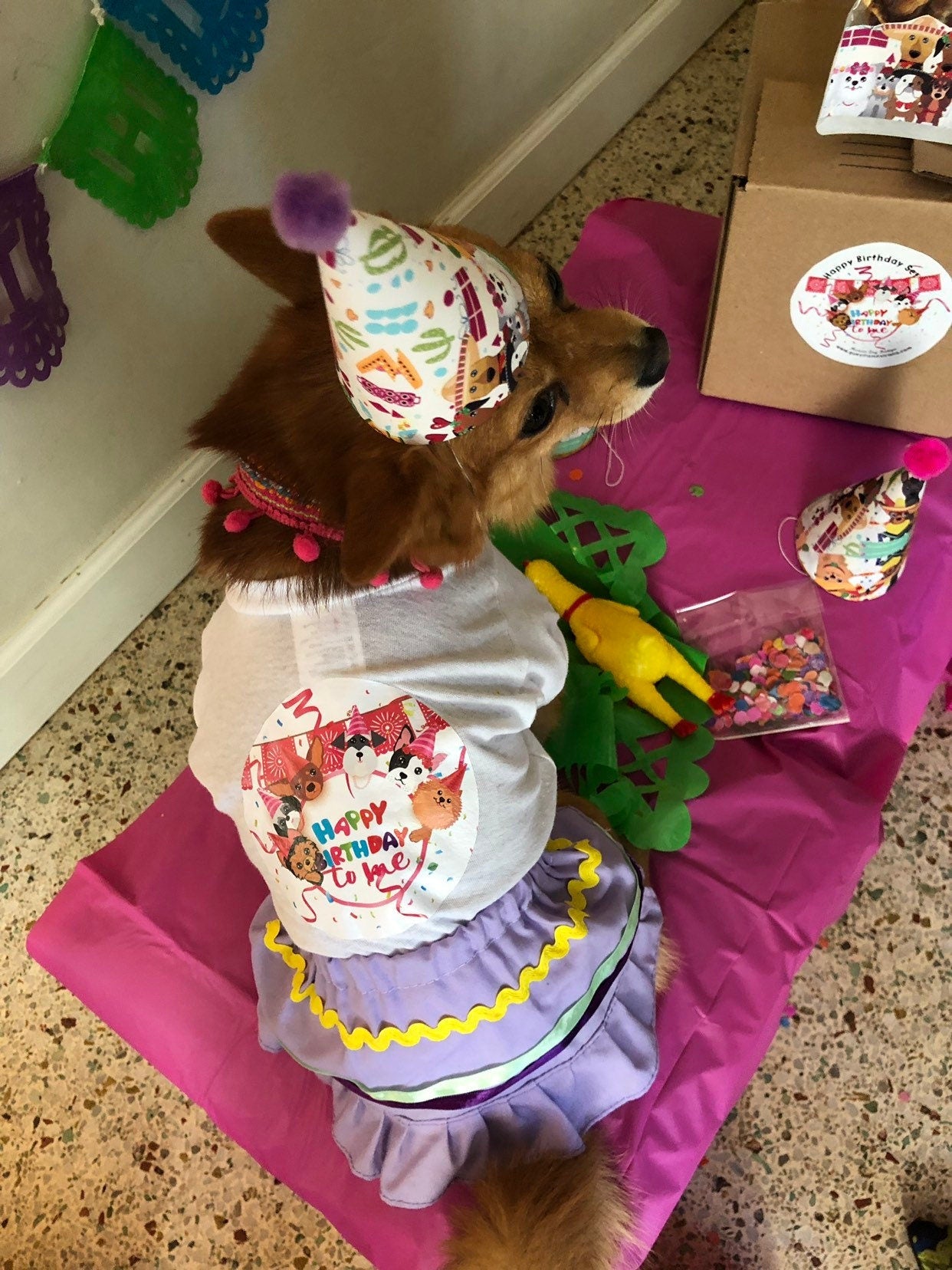 Happy Birthday sets for female dogs - GueyitaMexicana