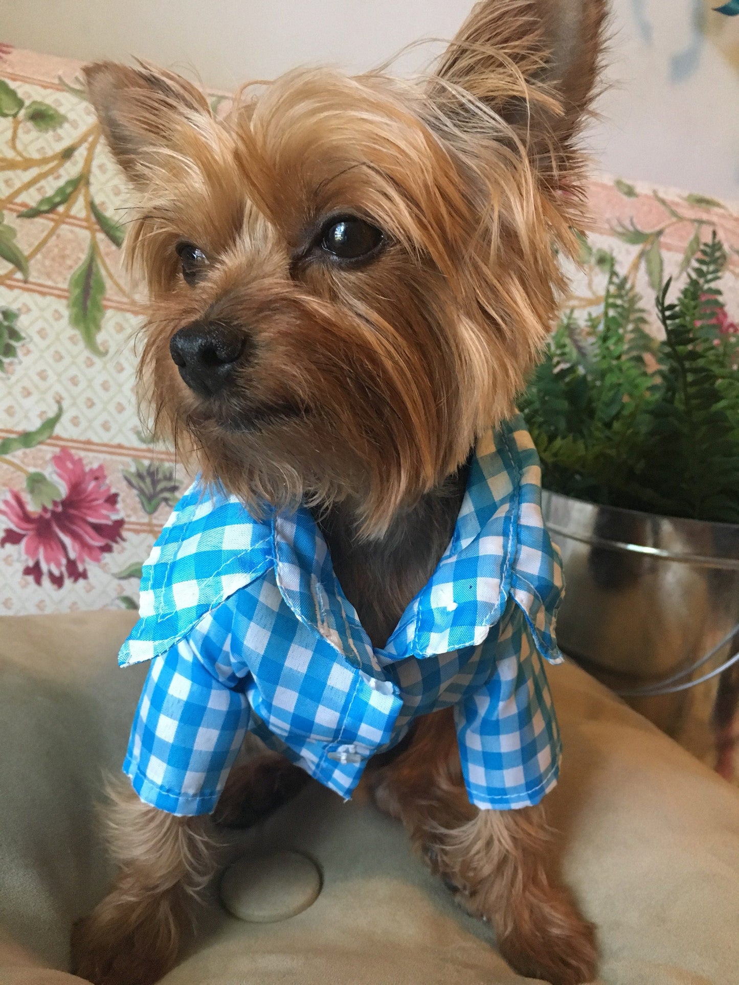 Gingham classic button-down dog shirt