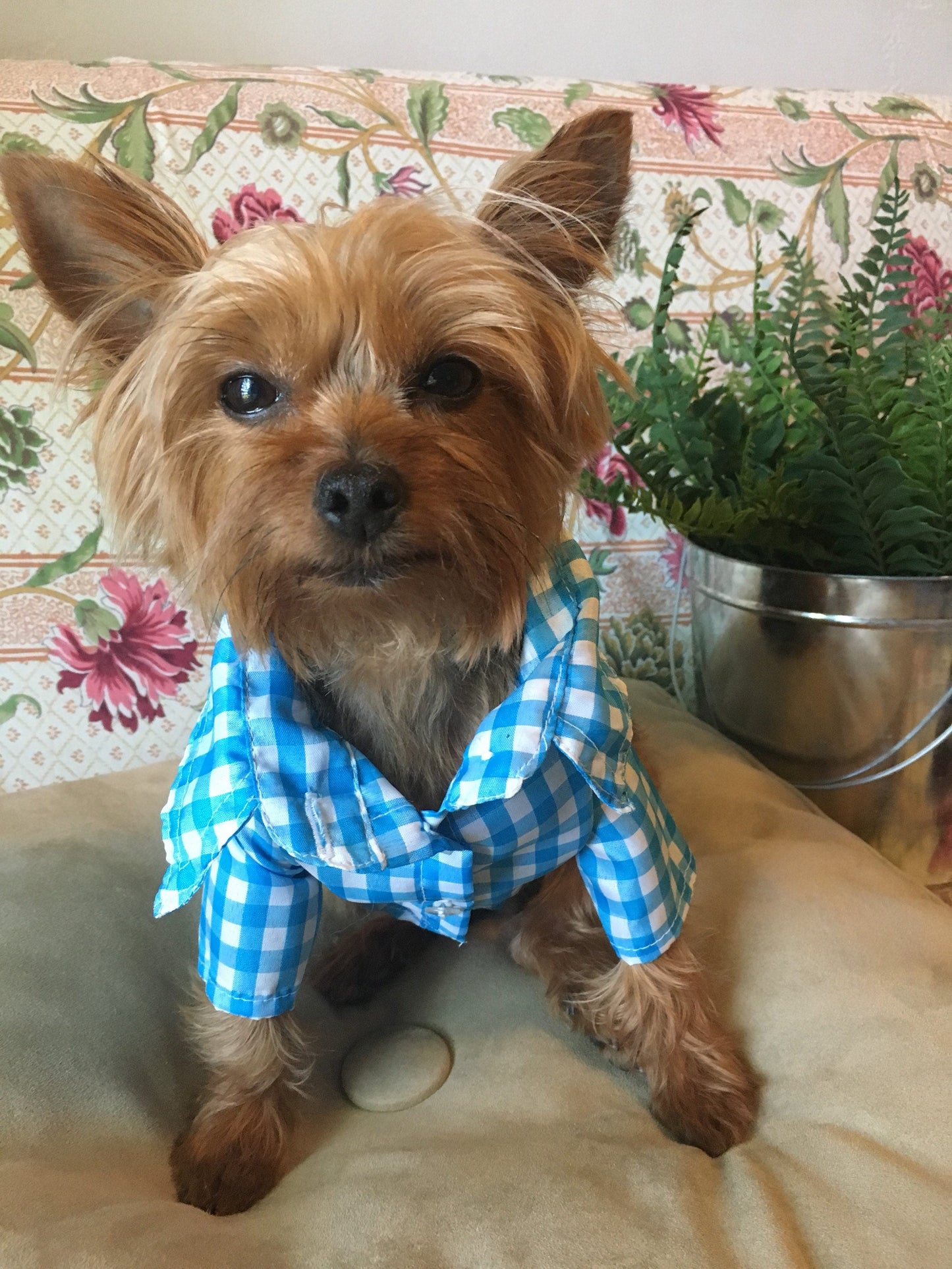 Gingham classic button-down dog shirt