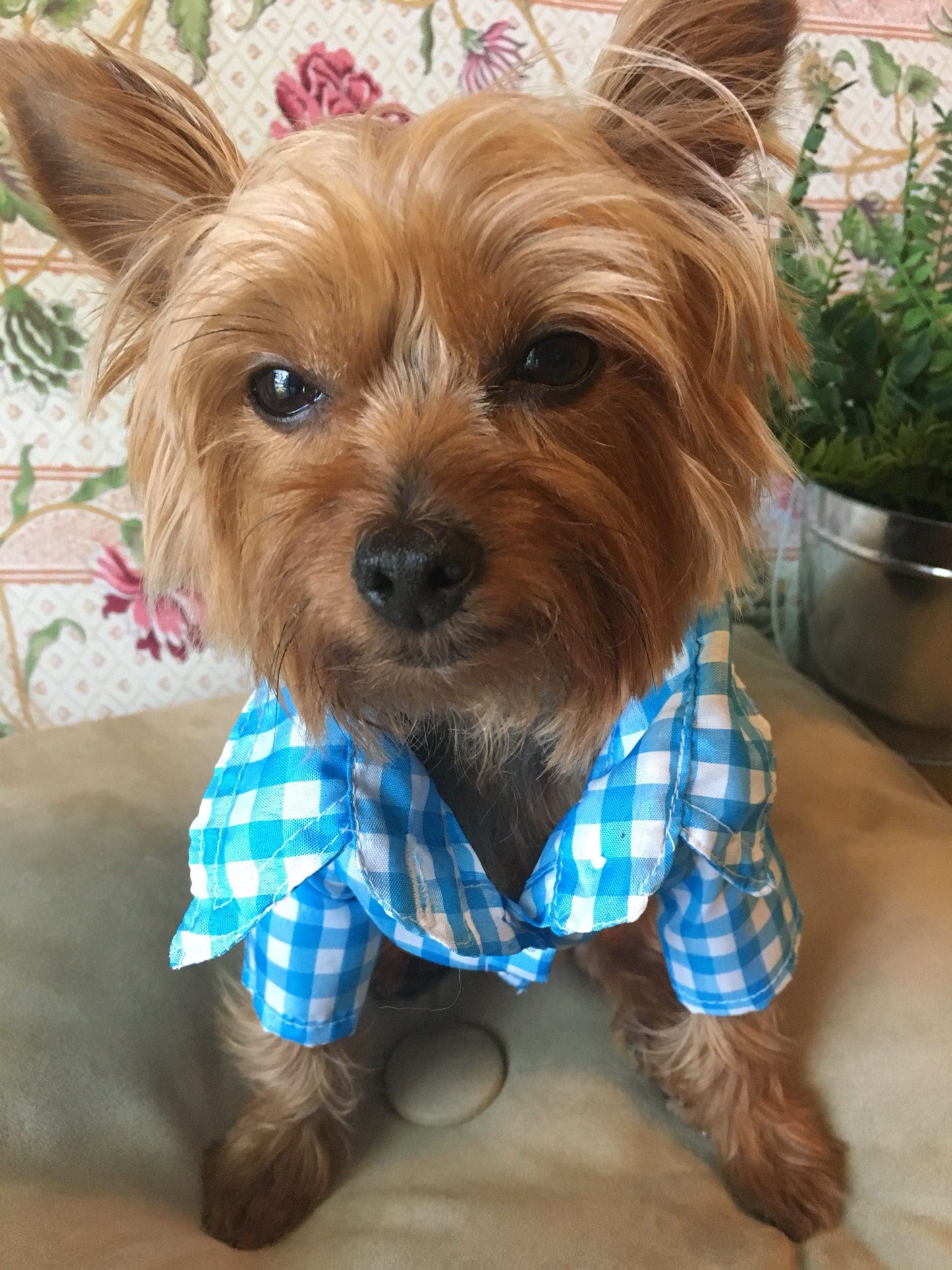 Gingham classic button-down dog shirt