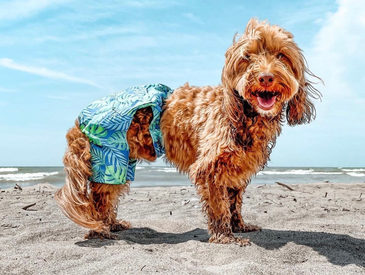 Bathing suits for dogs