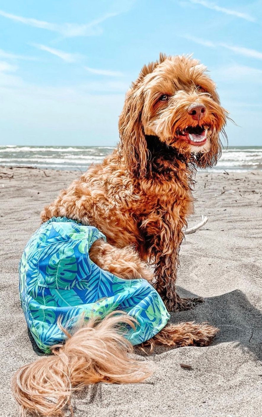 Bathing suits for dogs