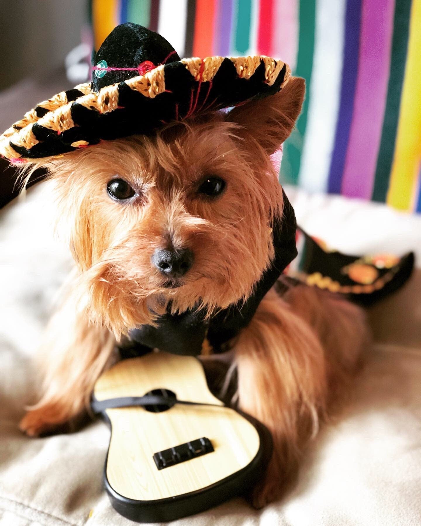 Mariachi Costume for female dog - GueyitaMexicana