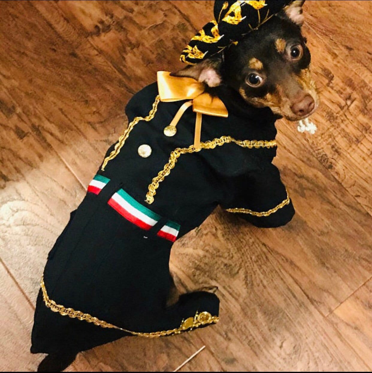 Mariachi Costume for male dogs - GueyitaMexicana