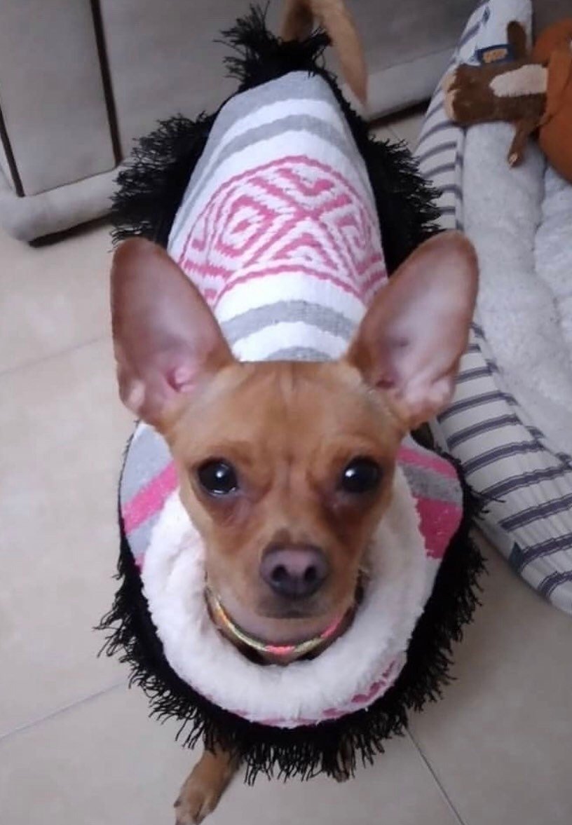 Mexican dog cape/ serape - GueyitaMexicana