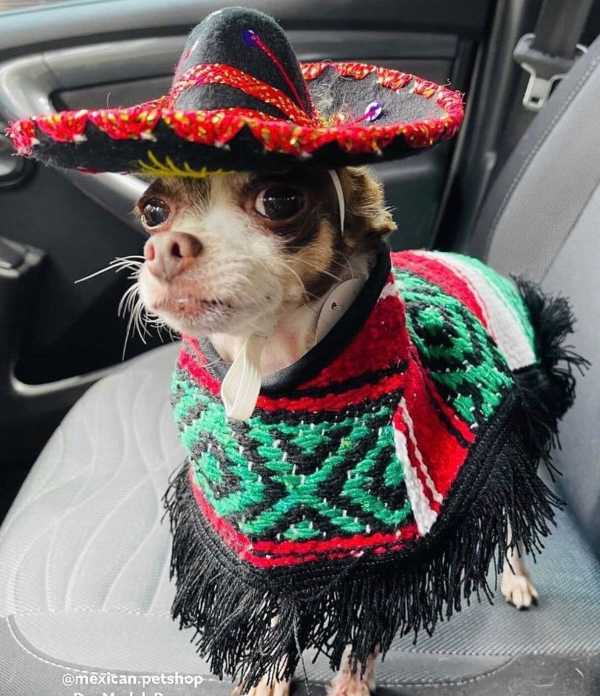 Mexican dog coat - GueyitaMexicana