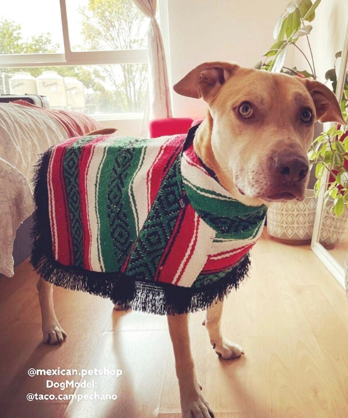 Mexican dog coat - GueyitaMexicana