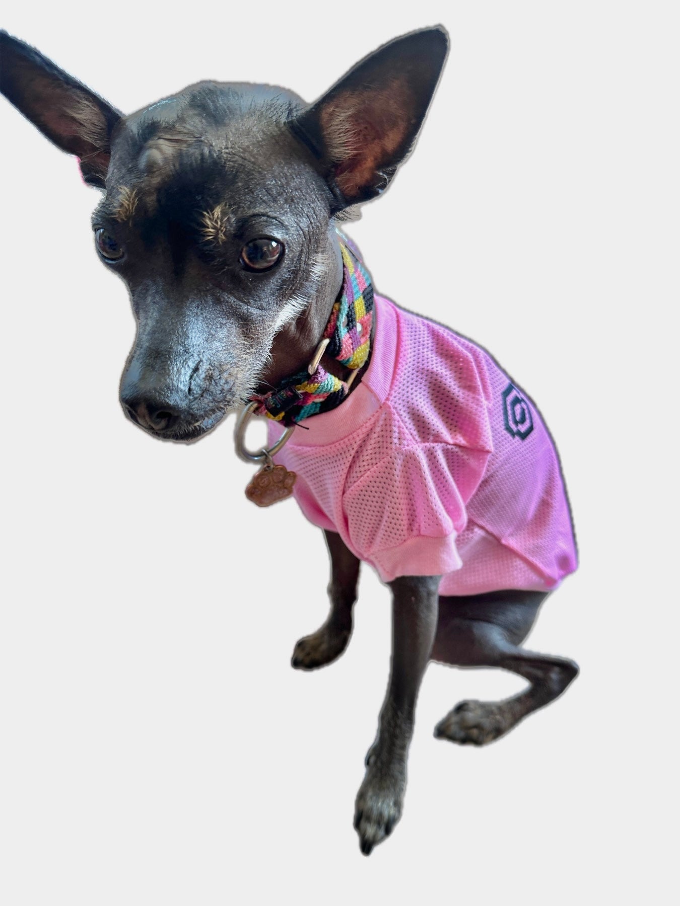 Miami Dog Jersey - GueyitaMexicana