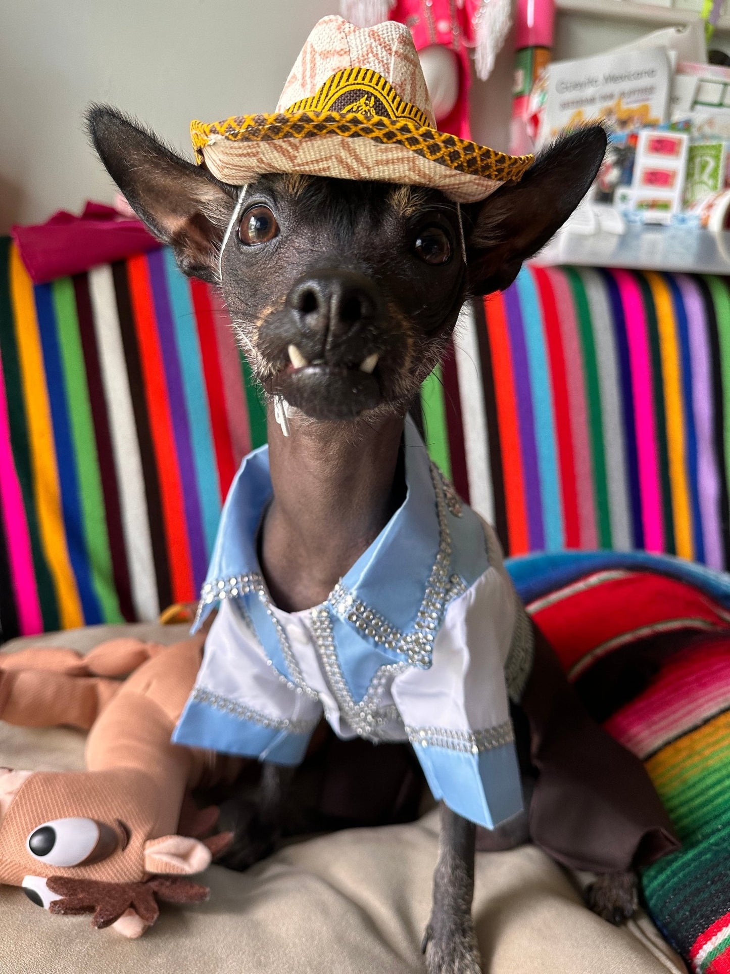 Norteño Outfit for dog costume - GueyitaMexicana