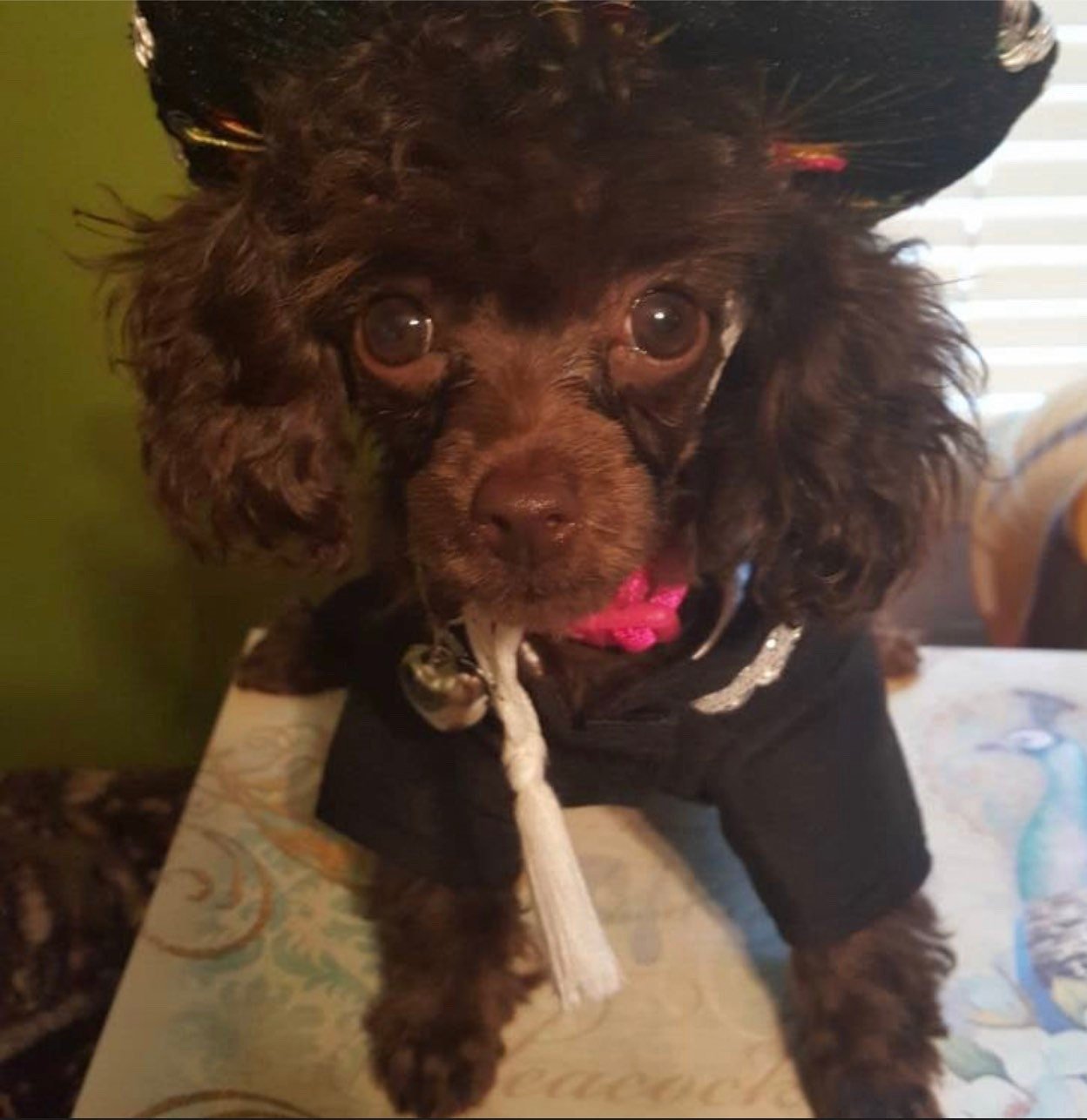 Premium Mariachi Dog Costume - GueyitaMexicana