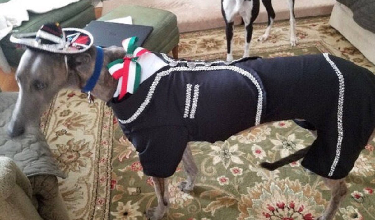 Premium Mariachi Dog Costume - GueyitaMexicana