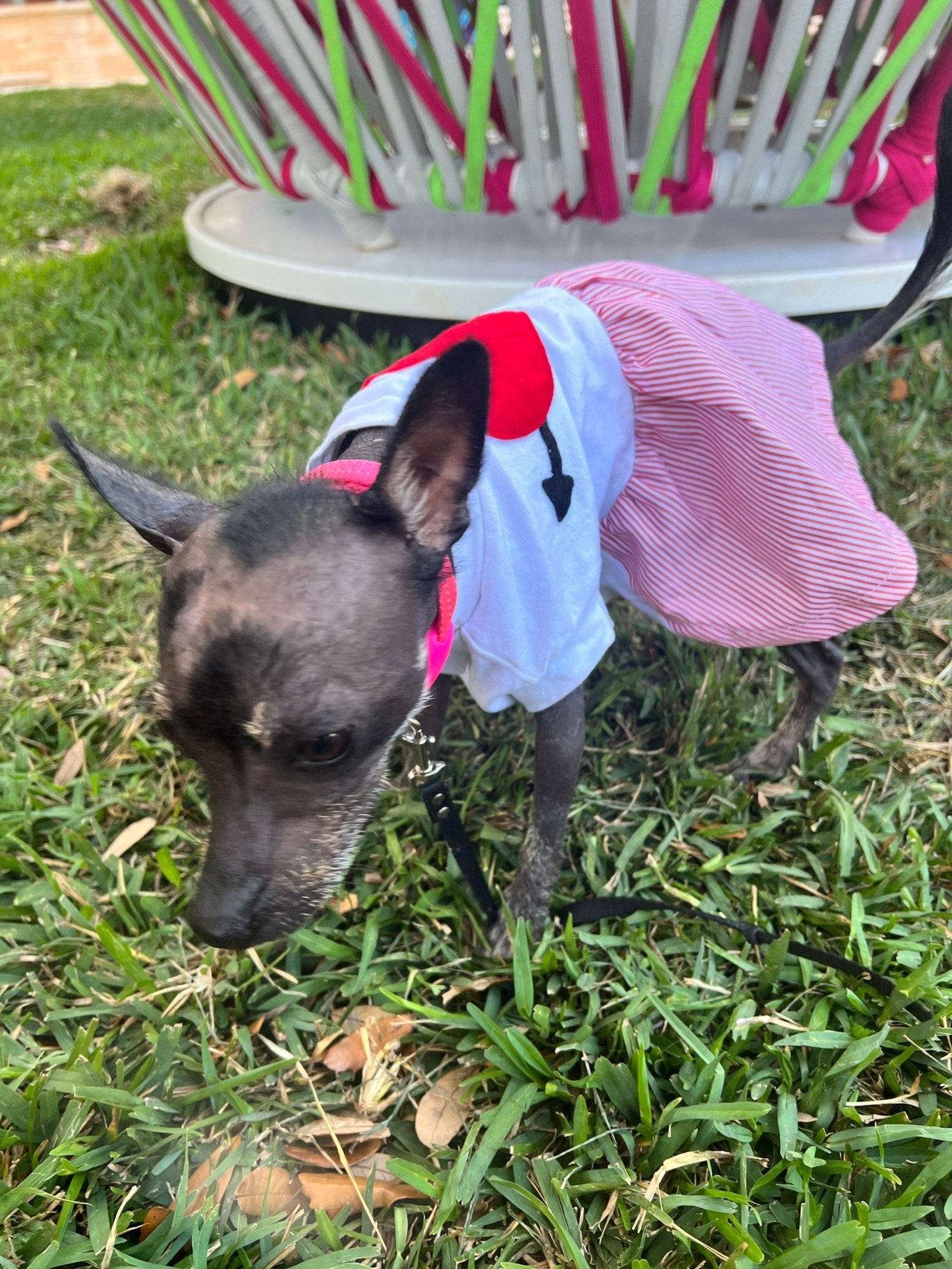 San Valentines dog dress - GueyitaMexicana