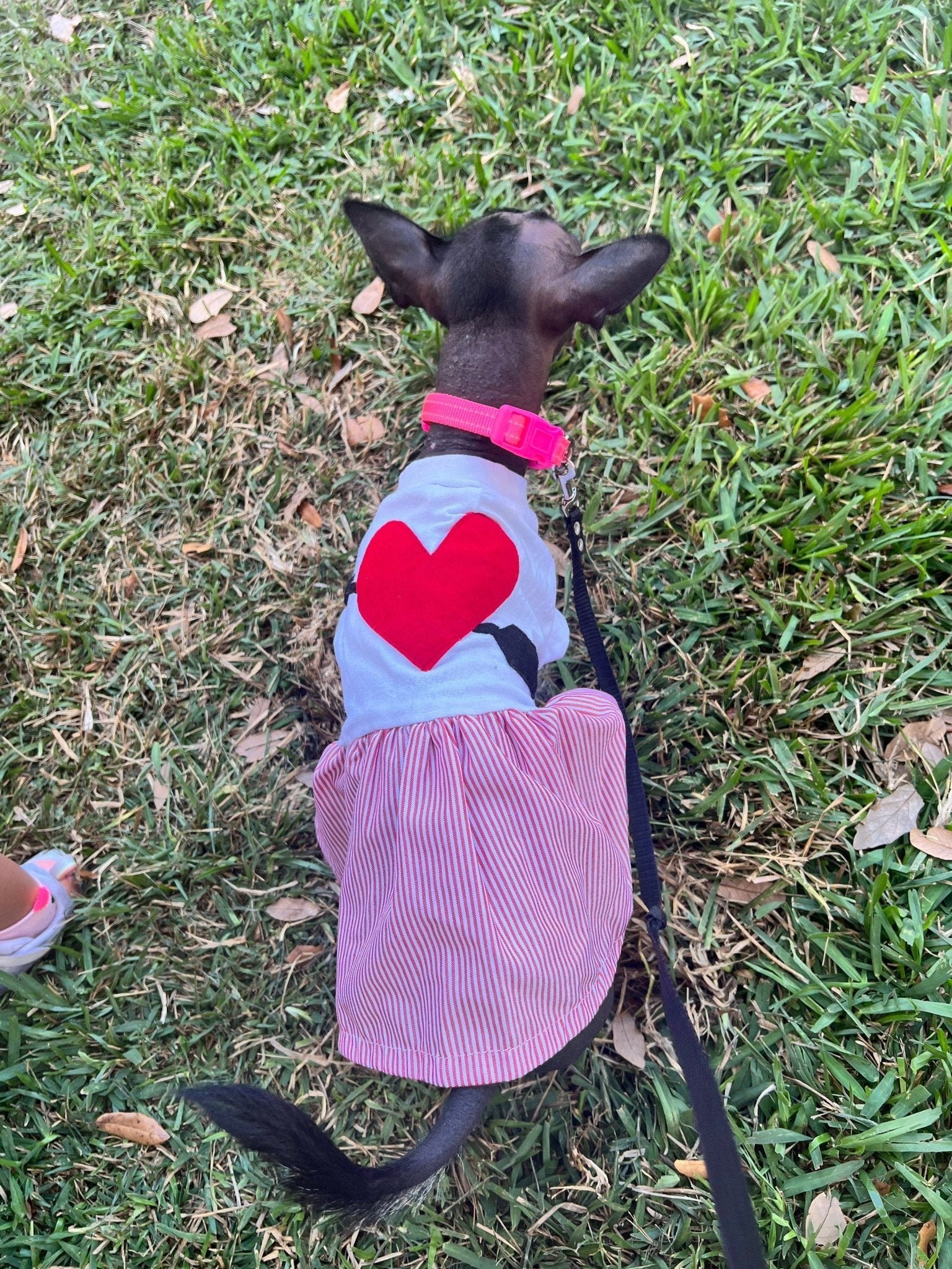 San Valentines dog dress - GueyitaMexicana