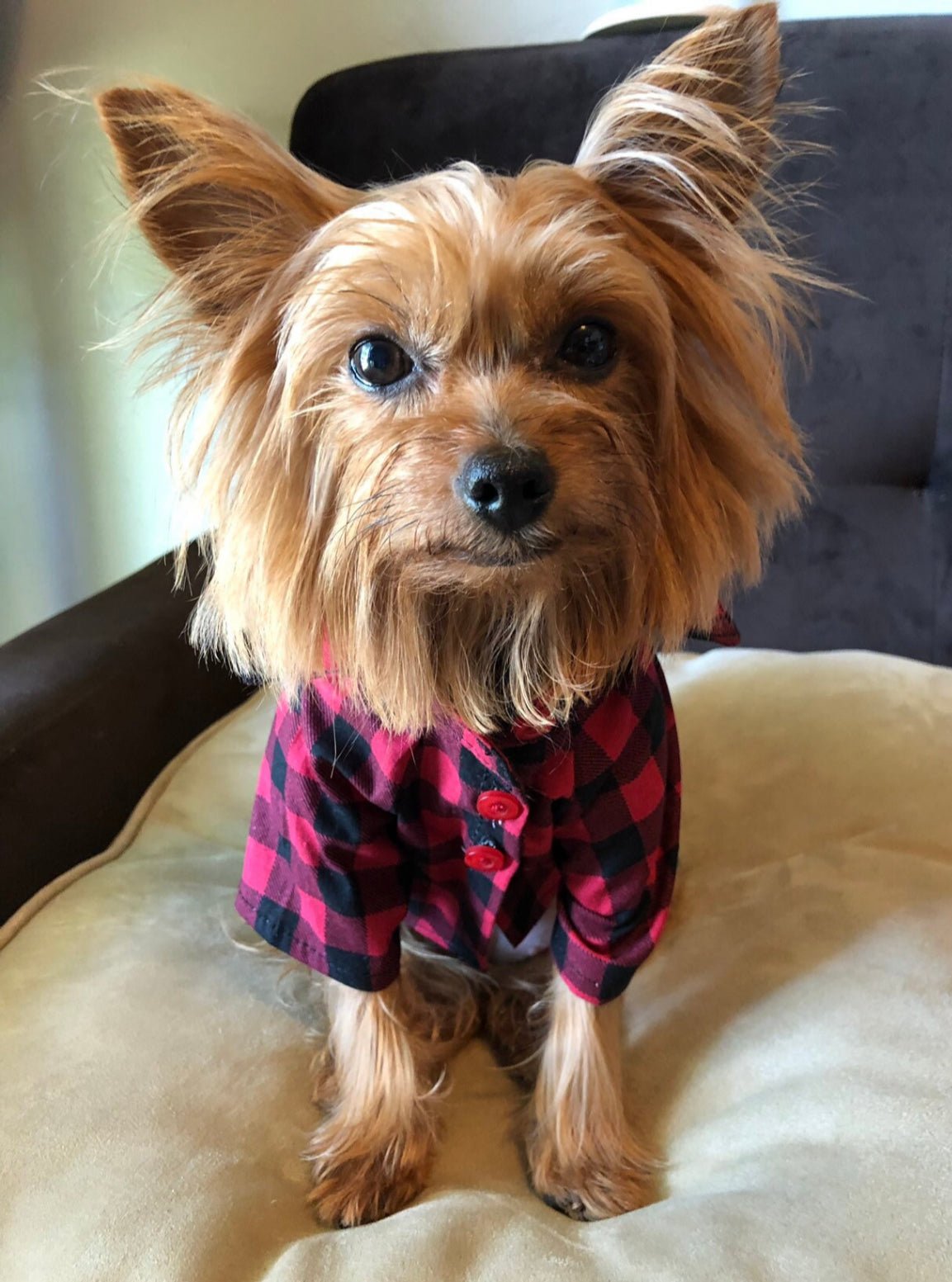 Scotch Plaid dog shirt - GueyitaMexicana