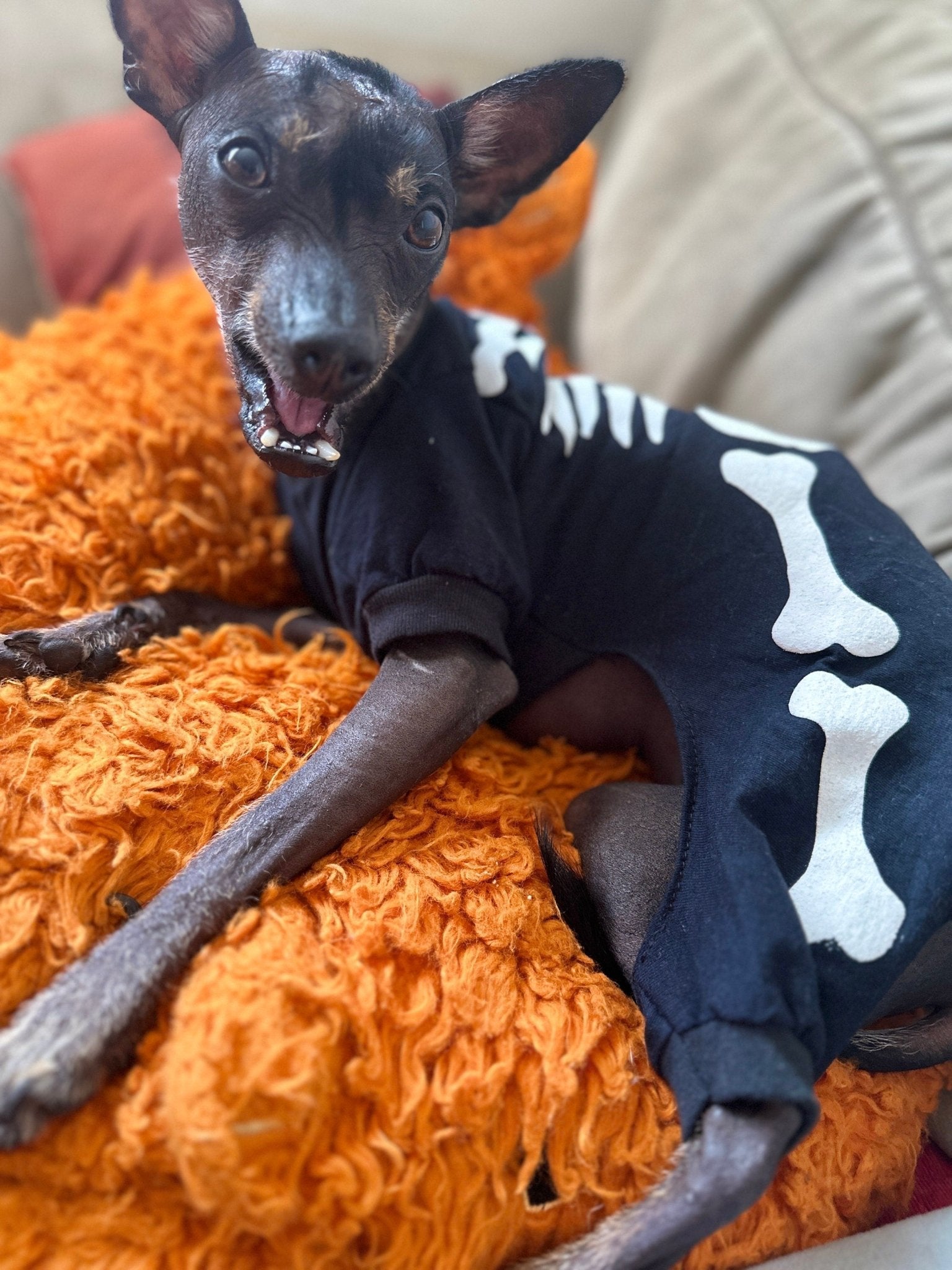 Skeleton dog costume - GueyitaMexicana